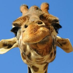 Meet your Posher, Andy